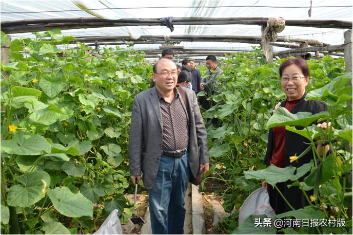 河南省大宗蔬菜产业技术体系耕作栽培岗位专家、河南科技学院教授王广印(左一)深入农户大棚进行技术指导